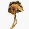 Buy Blue Meanies Magic Mushrooms online today from purchasedmtonline.com—your trusted source for high-potency, lab-tested Psilocybe Cubensis strains.