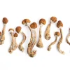Looking to buy Golden Mammoth Magic Mushrooms online? You’ve come to the right place. At purchasedmtonline.com, we offer high-quality, organically cultivated Golden Mammoth mushrooms