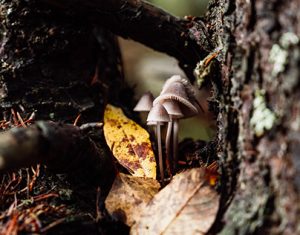 How to Consume Avery Albino Mushrooms Effectively