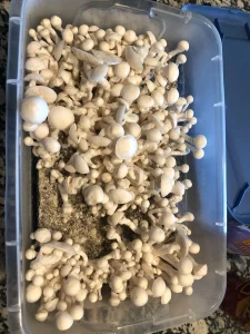 Buy Avery Albino Cubensis mushrooms online? You're in the right place. Known for their striking appearance, potent effects, and unique psychedelic profile, Avery Albino mushrooms